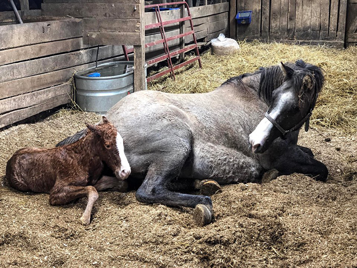 jfn3c-momma-and-baby-horse.jpg