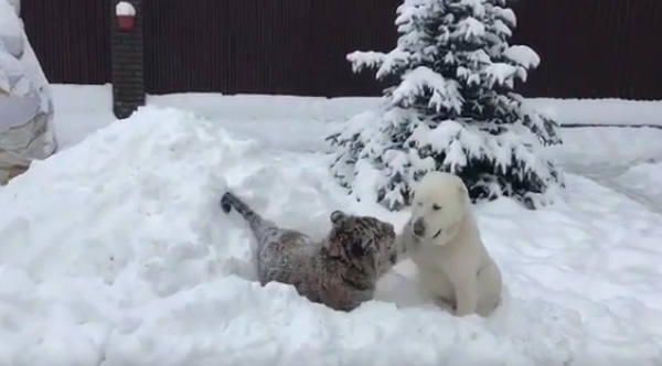 tiger playing with dog