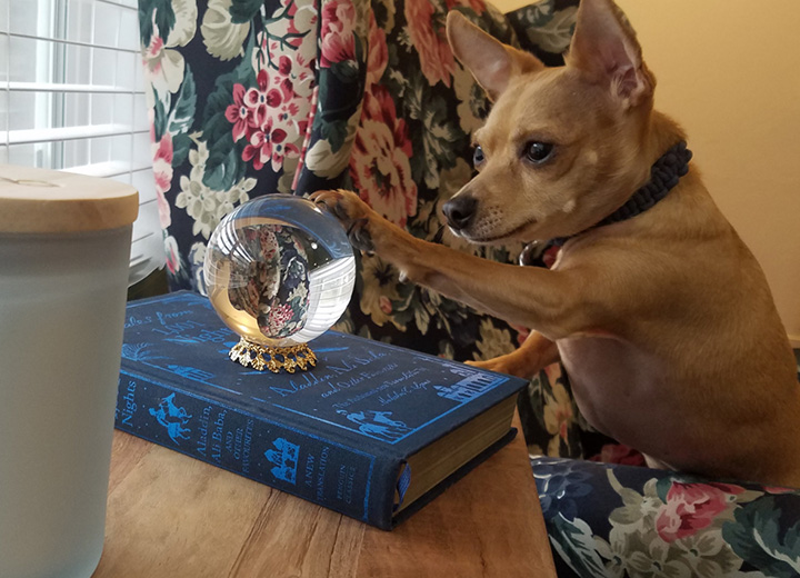 dog crystal ball