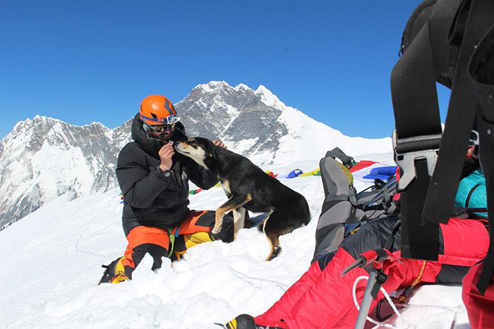 stray dog climbs Himalayan summit