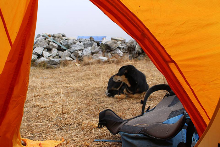 stray dog climbs Himalayan summit