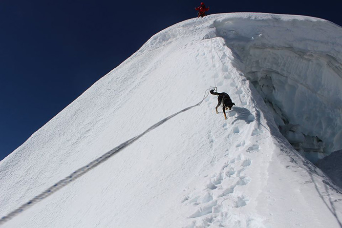 stray dog climbs Himalayan summit