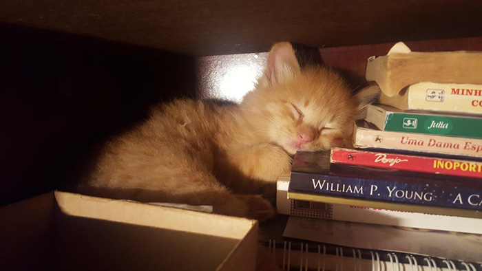 qlexc-cat-hiding-nap.jpg