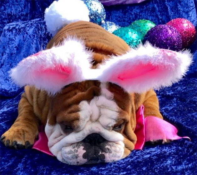 english bulldog henri wins easter bunny cadbury