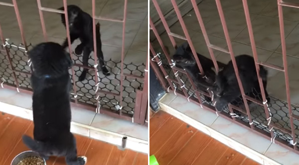 Cat Helps Struggling Puppy Get Through 