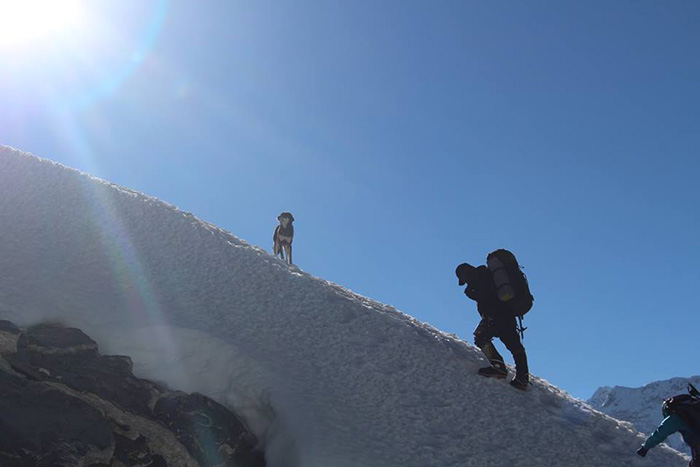 stray dog climbs Himalayan summit