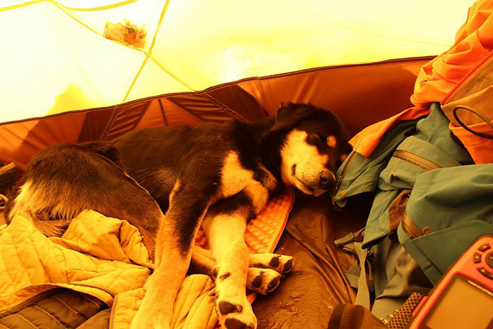 stray dog climbs Himalayan summit