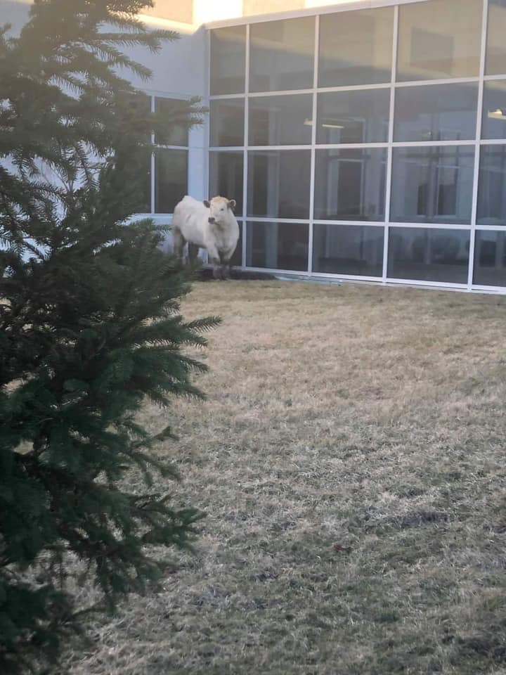 police find runaway cow at chic fila