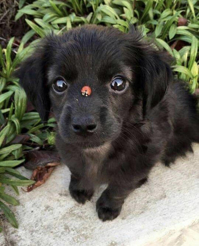 0y8t5-lady-bug-on-puppy.jpg