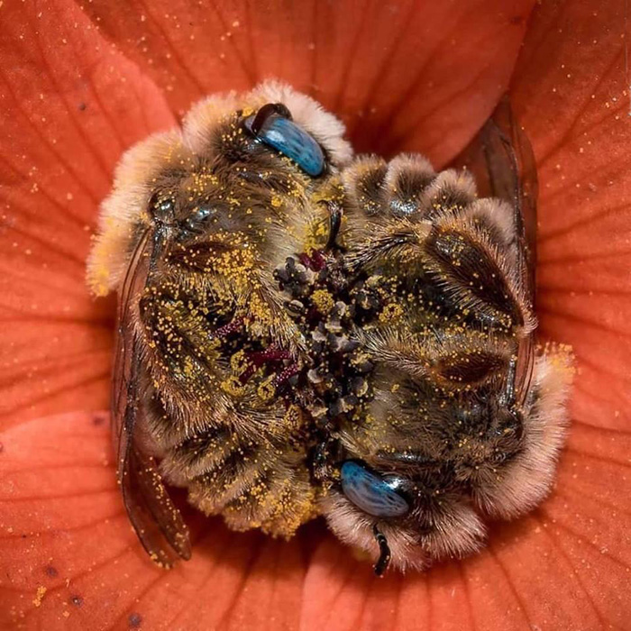 bees napping in flower