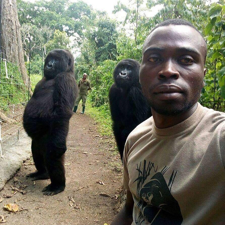 Anti-Poaching Rangers Take Hilarious Photos With The Gorillas They're Protecting 4m1iq-humans-guarding-gorillas-1