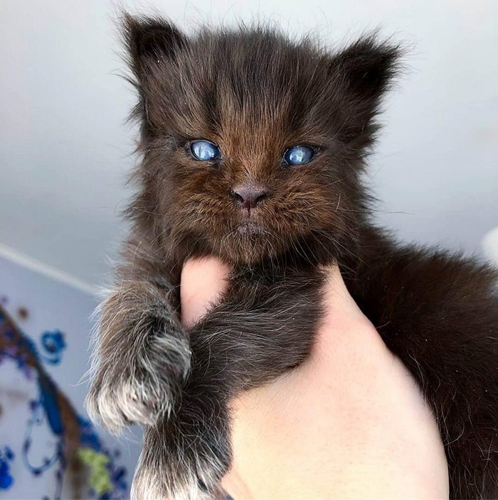 night king cat