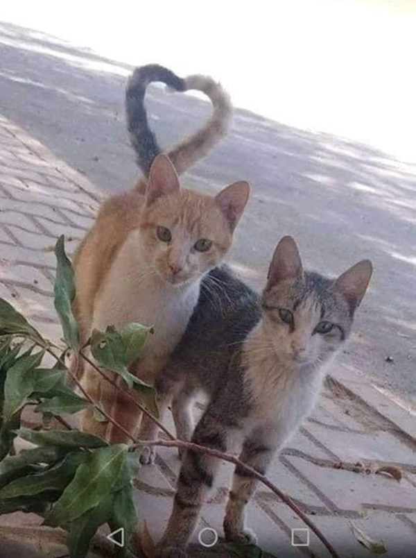 cat heart tails