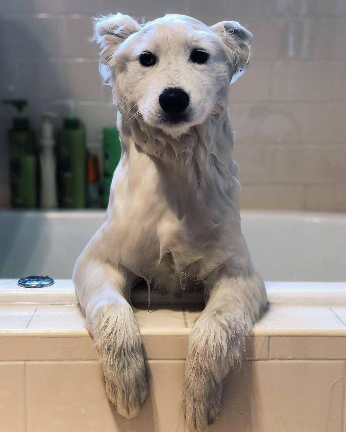 dog looks like polar bear after bath