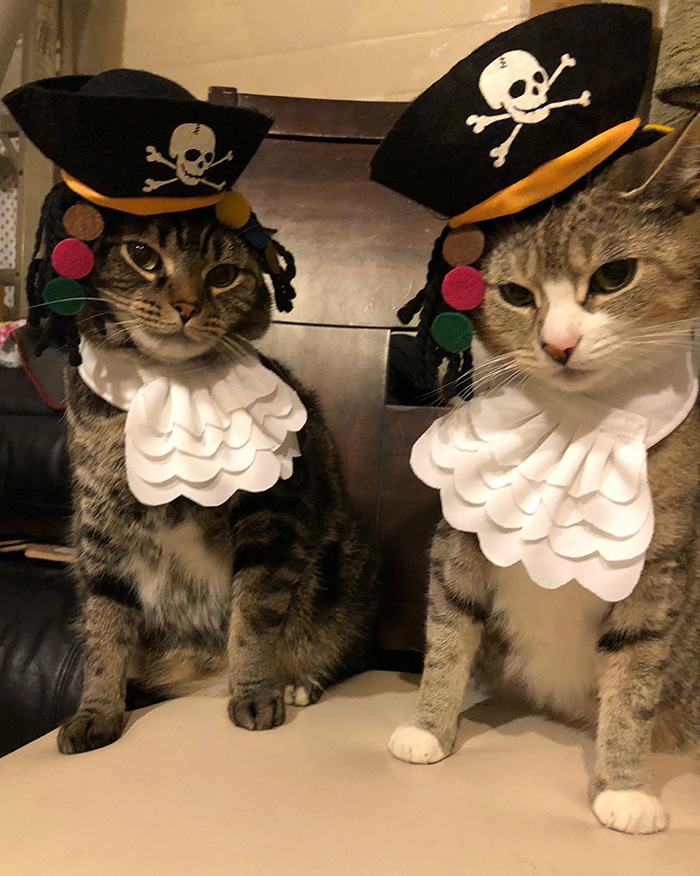pirate cats