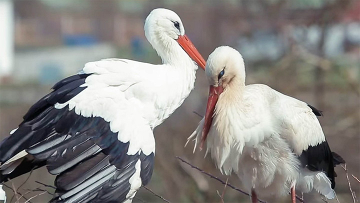 stork love story