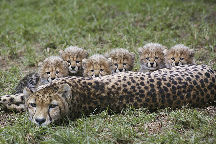 n57tb-cheetah-family.jpg