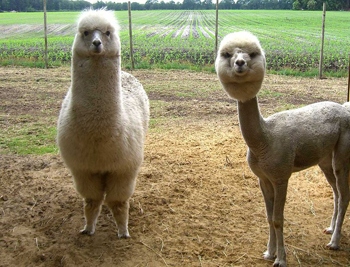 pqwea-alpaca-shaved-and-unshaved.jpg