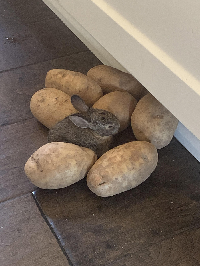 bunny potatoes
