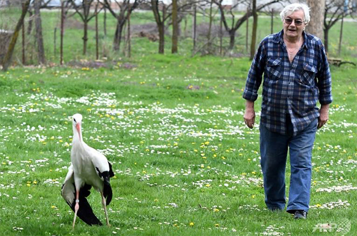 stork love story