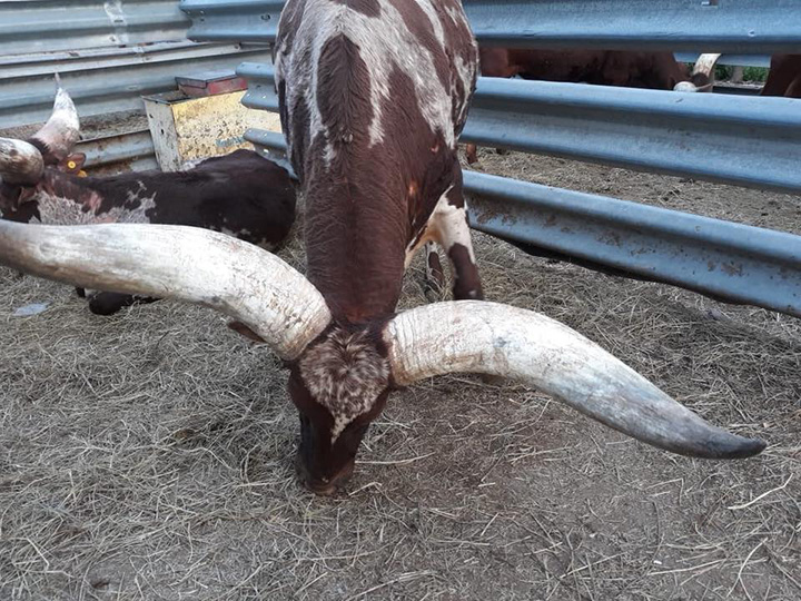 community rallies around man who lost herd flood