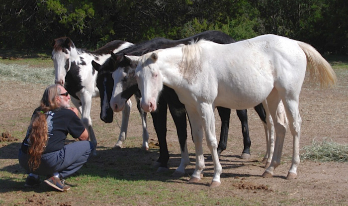 willie nelson rescued 70 horses