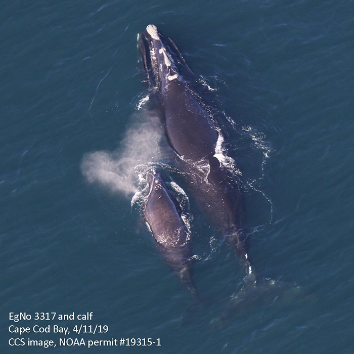 whale mom and calf cape cod