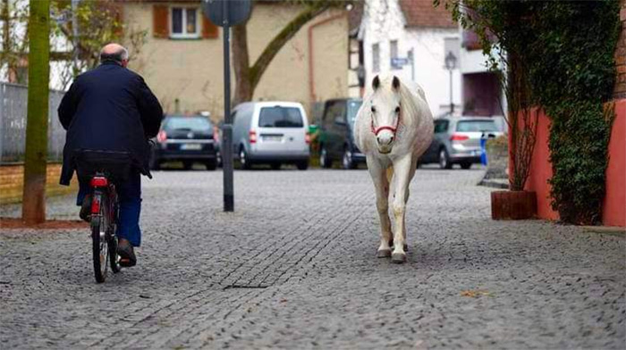 jenny horse frankfurt walks alone