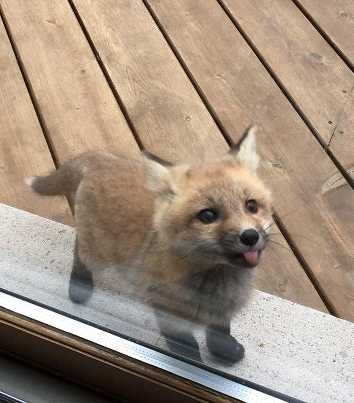 baby fox