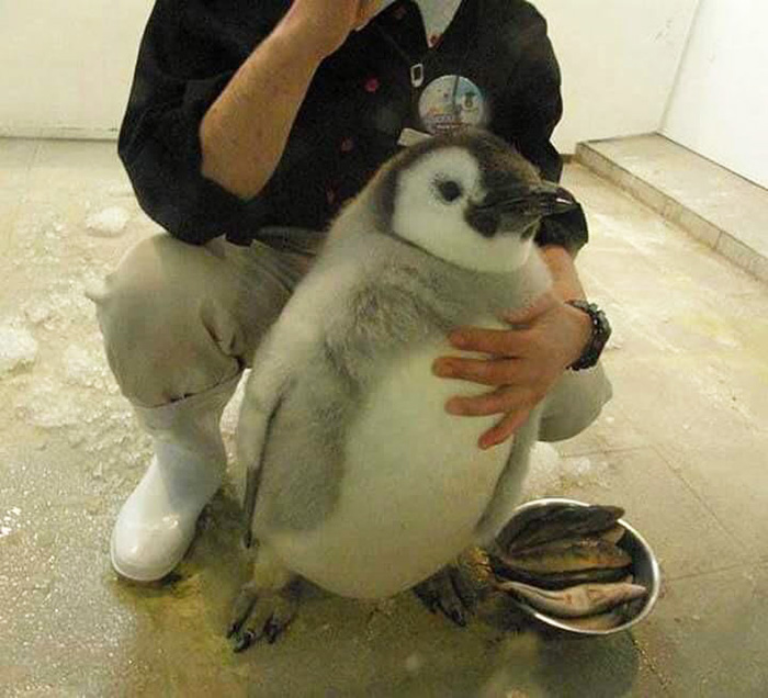 chubby penguin