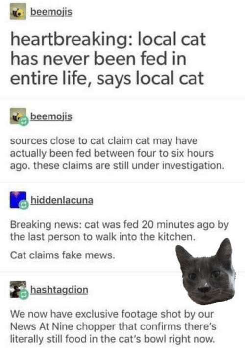 cat is a liar never been fed