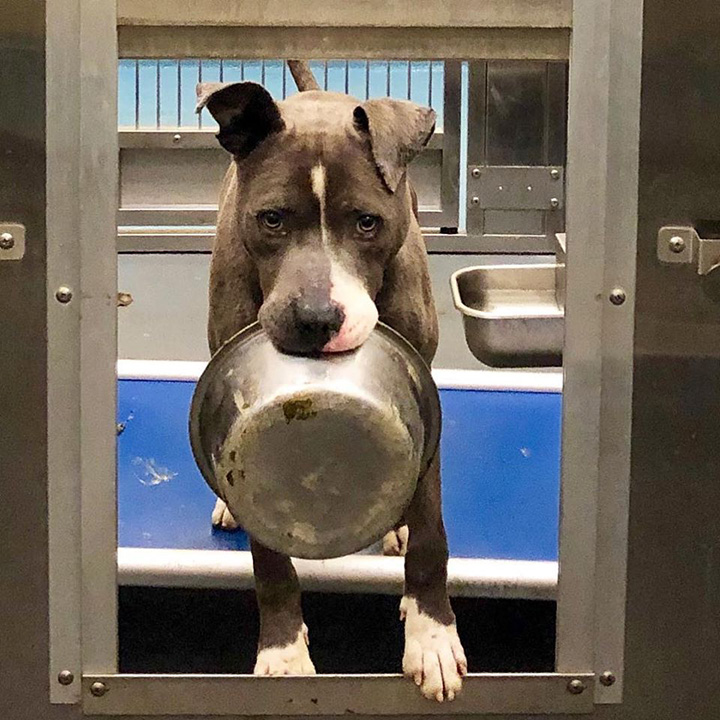 shelter dog adopted with bowl