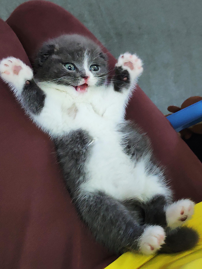 zlzh4-cute-kitten.jpg