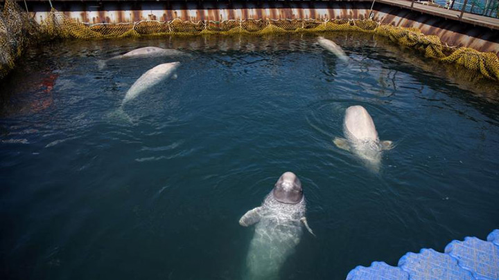 Russia to free the captive whales