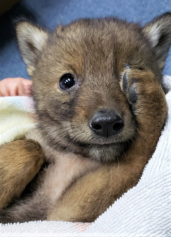 officer rescues coyote pup