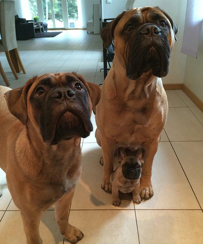 1w5oo-bull-mastiff-family.jpg