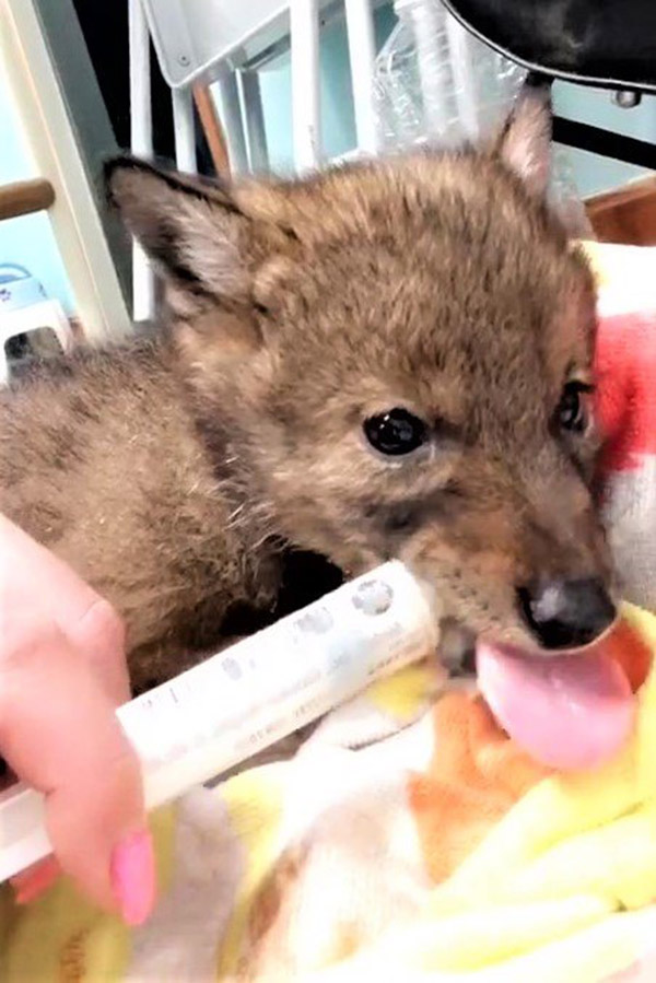 officer rescues coyote pup