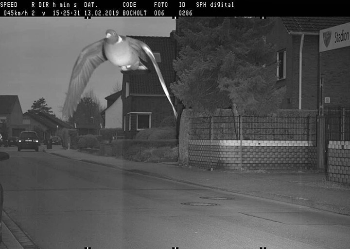 pigeon speeding caught on camera