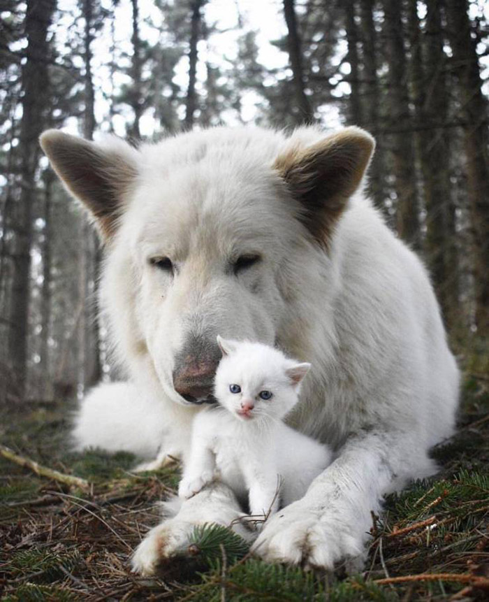 dog and kitten protector