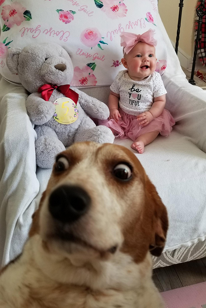 dml95-dog-photobombs-baby-pic.jpg
