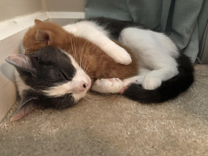dnkdi-cat-with-kitten-snuggling.jpg