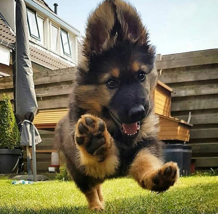 happy german shepherd puppy