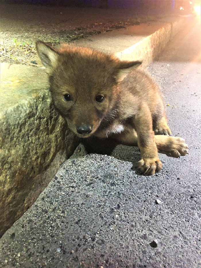 officer rescues coyote pup