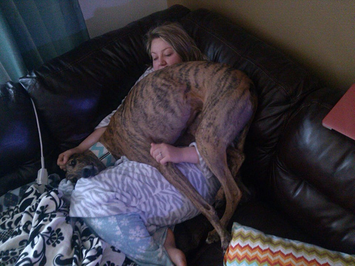 jipq1-adopted-greyhound.jpg