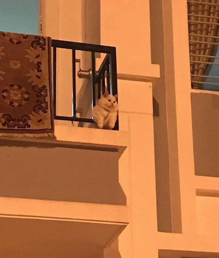 k6wky-chonky-cat.jpg