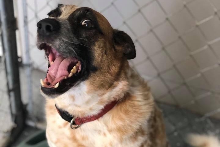 dog spends 7 years in shelter gets adopted