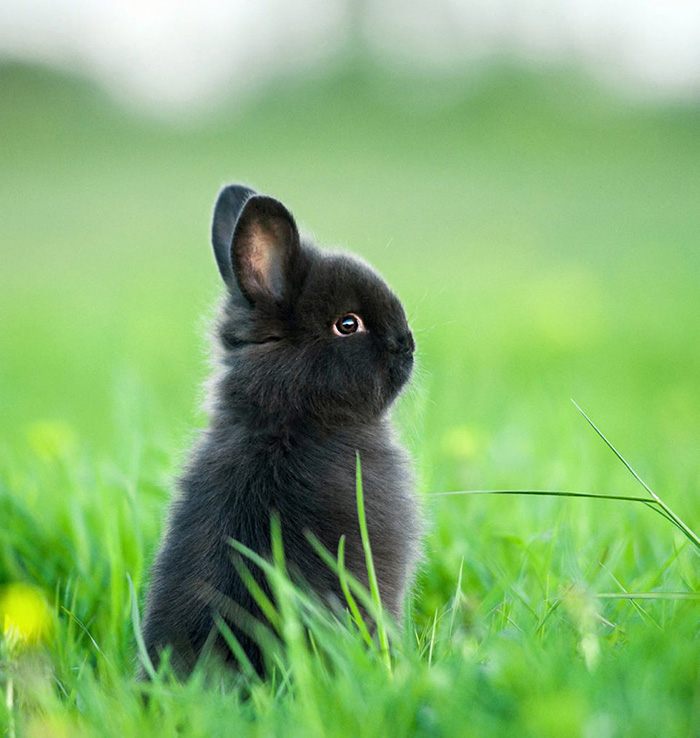 mktrj-dwarf-bunny.jpg