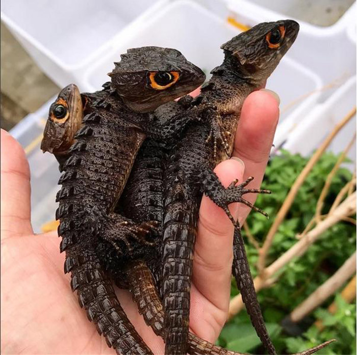 Real-life baby dragons Real-life baby dragons