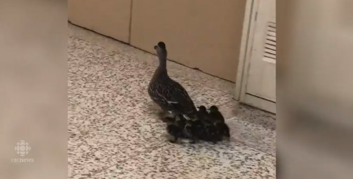 ducklings travel through school every year