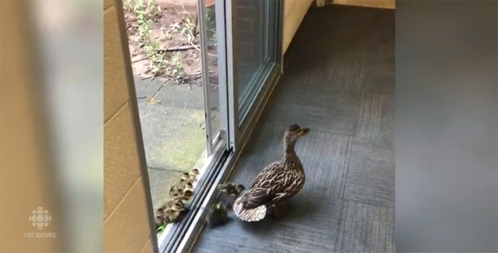 ducklings travel through school every year